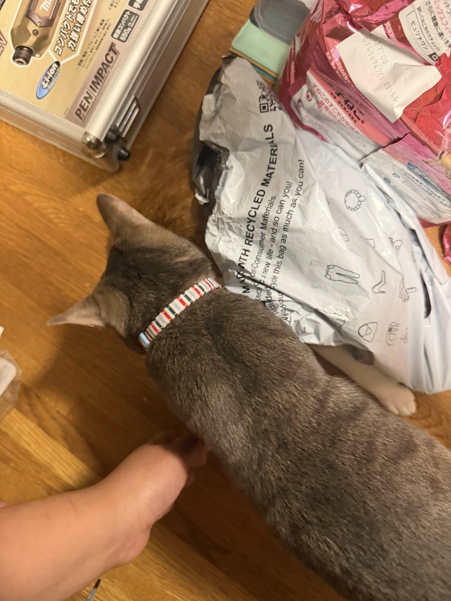 Game_sky_piyo's tweet photo. ん？SHEINからの…？
に、もつ……？？？
 #猫のいる暮らし  #ねこのいる幸せ https://t.co/bQViKoFyzW