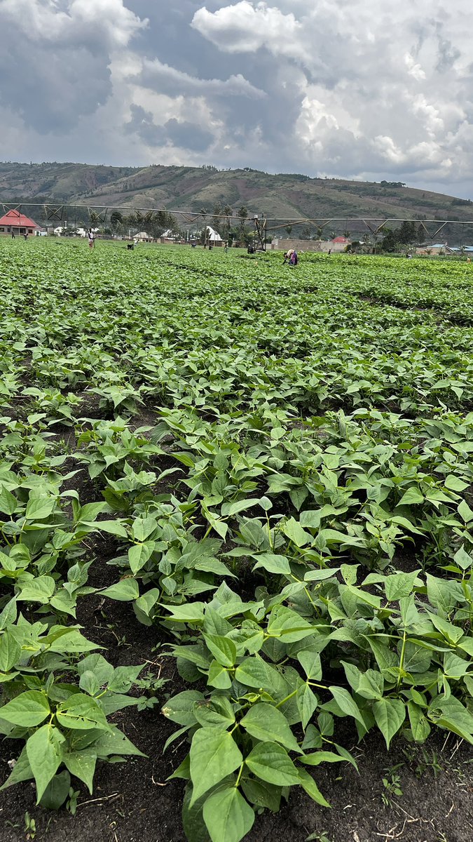 Agronomme_'s tweet photo. A buyer may reject produce because of appearance even when the crop was technically well grown. https://t.co/nPpFCogOKQ
