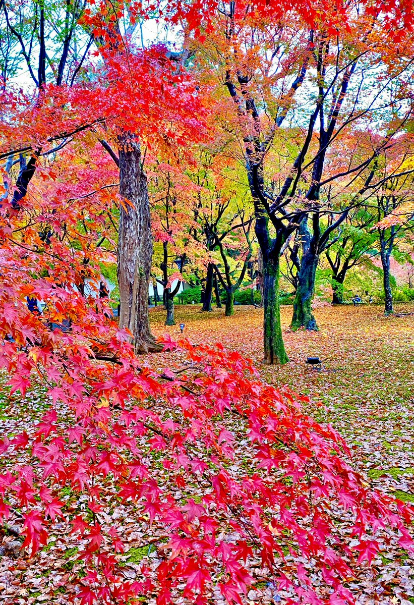 kyototime_jp's tweet photo. 【DAY 8｜東福寺】
京都、秋の記憶。#08

深まる秋、東福寺。
境内を包む紅葉は、赤、橙、黄が重なり合い、
まるで一枚の絵のよう。

歩くたびに変わる景色と、
静かに流れる京都の時間。
今年もまた、心に残しておきたい秋の記憶。

📍東福寺

#東福寺 #京都 #京都紅葉 #紅葉狩り #京都観光 #そうだ京都行こう #秋の京都 #京都写真 #京都秋の記憶 #京都時間