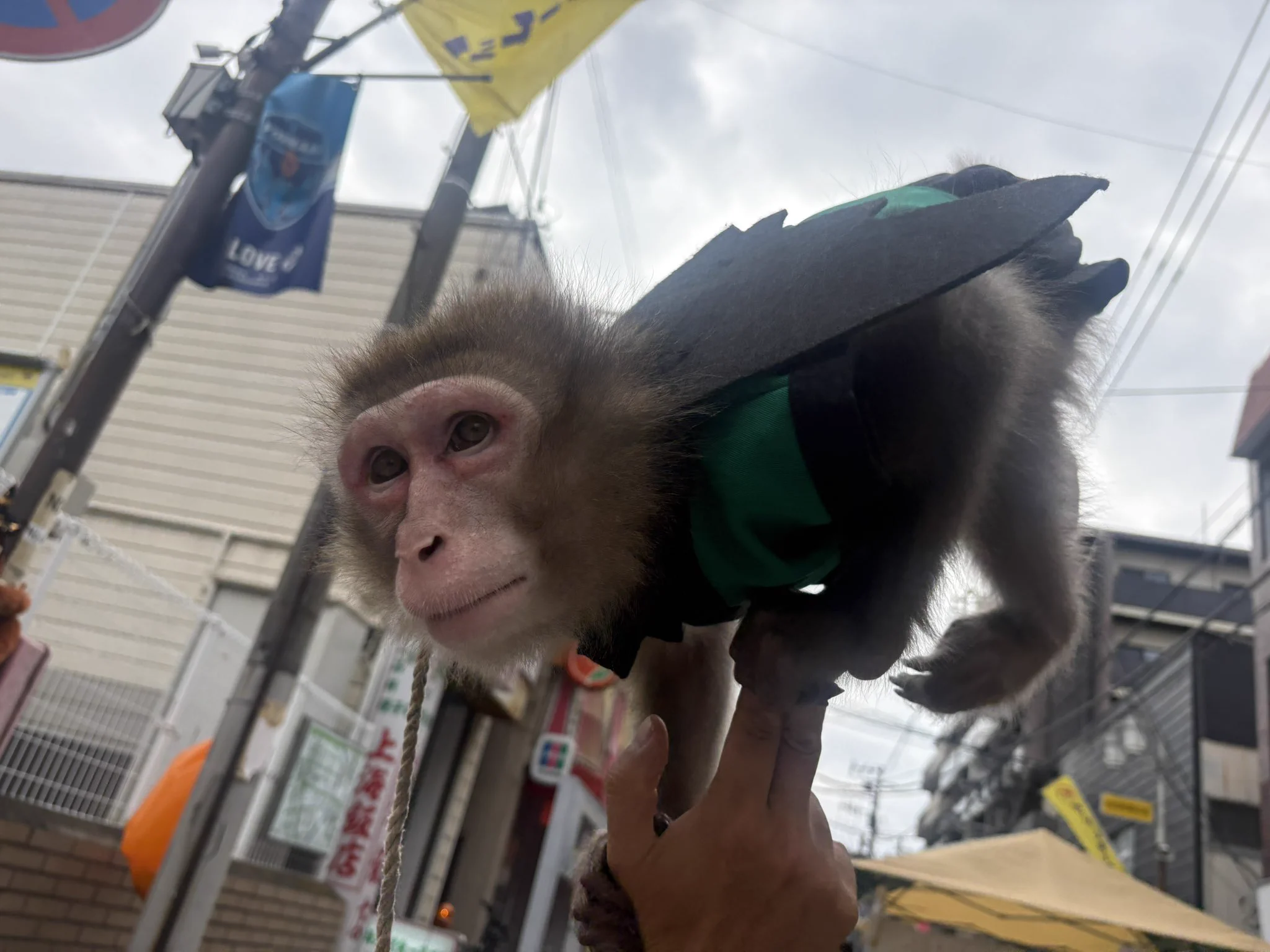 戦豆の猿まわし on X: 