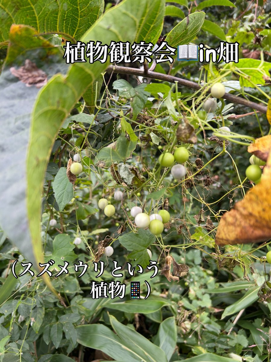 SawadaFarm's tweet photo. 適度に雲☁️があり
にんにく植えに良い天気🧄
今日も皆さんお疲れ様でした✨
まだまだ続きます😅が
よろしくお願いします🥺！
#沢田ファーム
#青森県
#田子産にんにく
#黒にんにく
#にんにく植え https://t.co/nH3TCpD96T