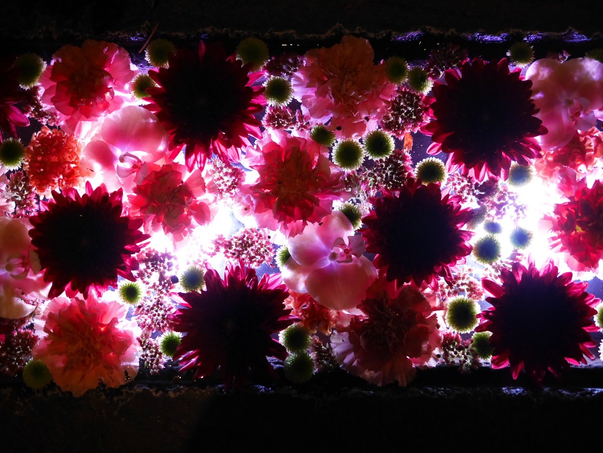 tkfmharu's tweet photo. 行田八幡神社の花手水ライトアップイベント「希望の光」です。
10/3撮影。

#行田市 #希望の光
#TLを花でいっぱいにしよう
#キリトリセカイ https://t.co/g4mP6DXLeh