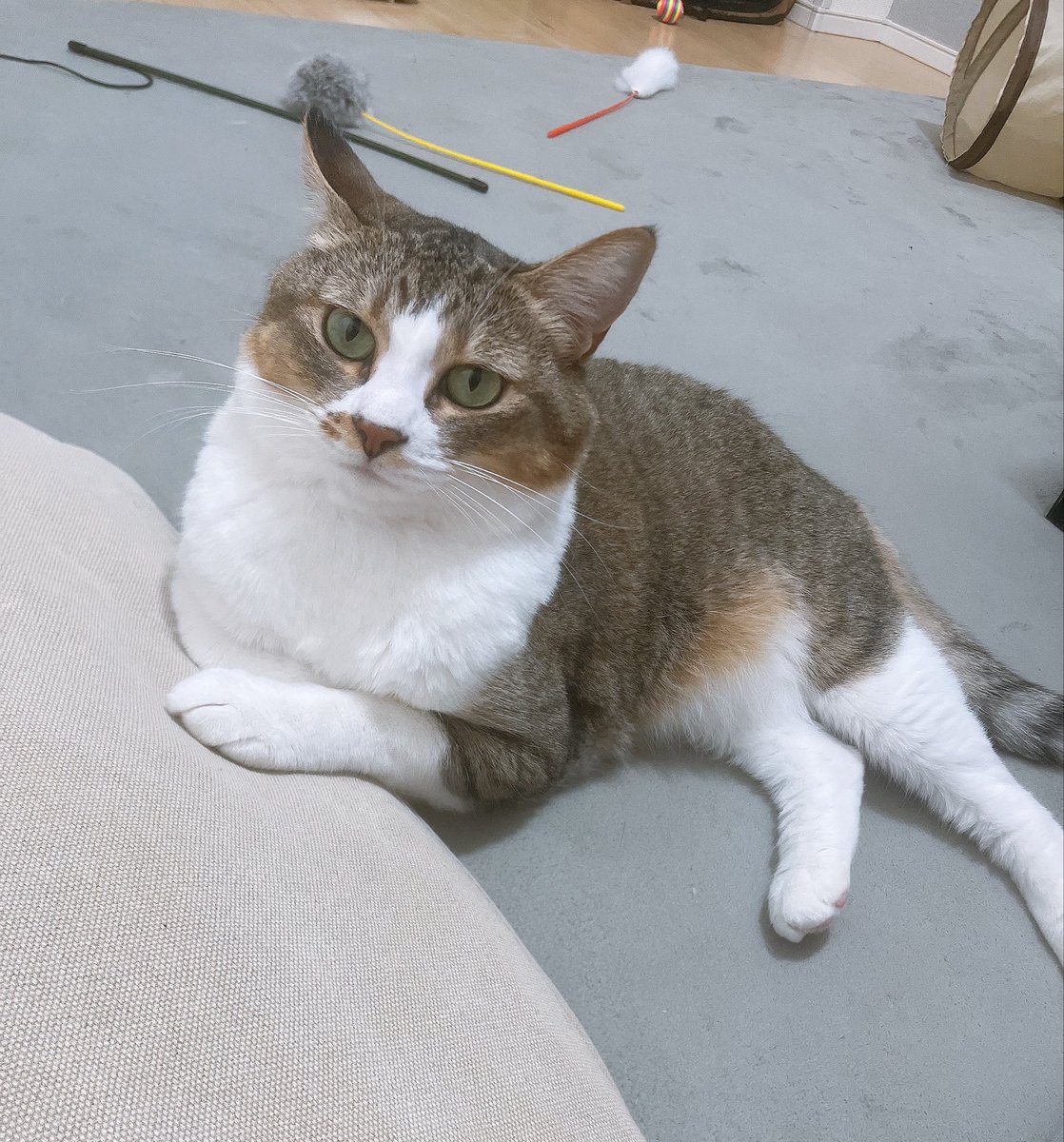 sm_1033_'s tweet photo. 喘息持ちわがままボディ猫。お薬はお利口に飲めます。 https://t.co/BsJEDZqc1g