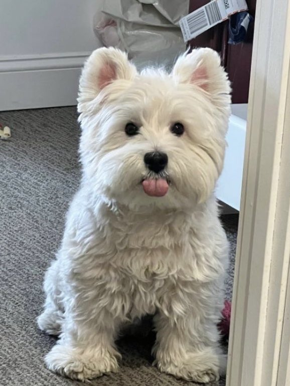 dd_yaco999's tweet photo. シンロンとwestieも似てる気がしてきた🐶🤍 https://t.co/v4x5ivzAx6