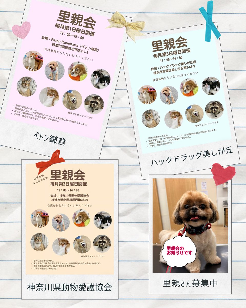 KSPCA1125's tweet photo. 10月4日（日）12時～15時🐈里親会🐕

9月20日（日）11時～14時
ペトン鎌倉さんで里親会を開催します。
是非、保護動物に会いにいらして下さい。

※里親会は、毎月第1日曜日はPETON鎌倉、第2日曜日は施設里親会、第3日曜日はハックドラッグ美しが丘にて里親会開催予定です。 https://t.co/OieILFXTsA