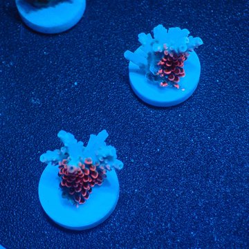 A close-up, blue-lit shot of two artificial coral pieces with reddish centers mounted on round bases against a dark, textured background.