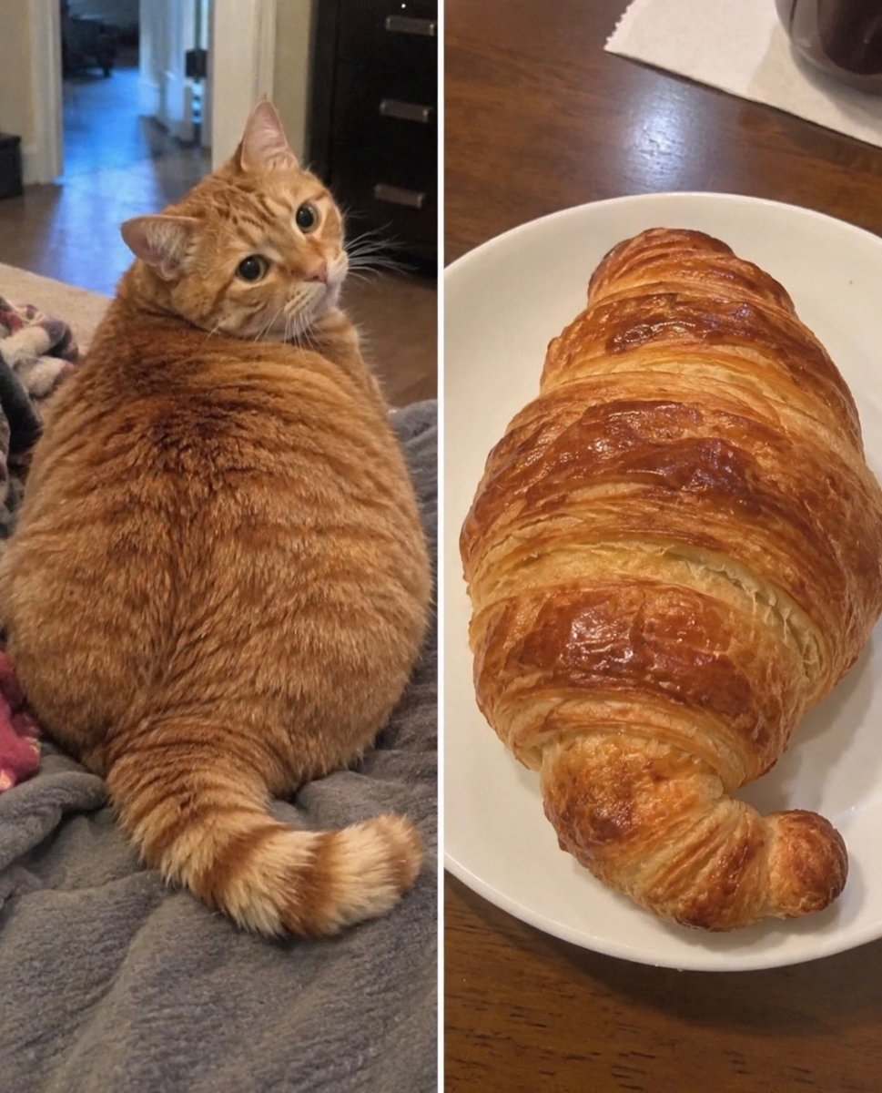 BestOfMeow tweet picture