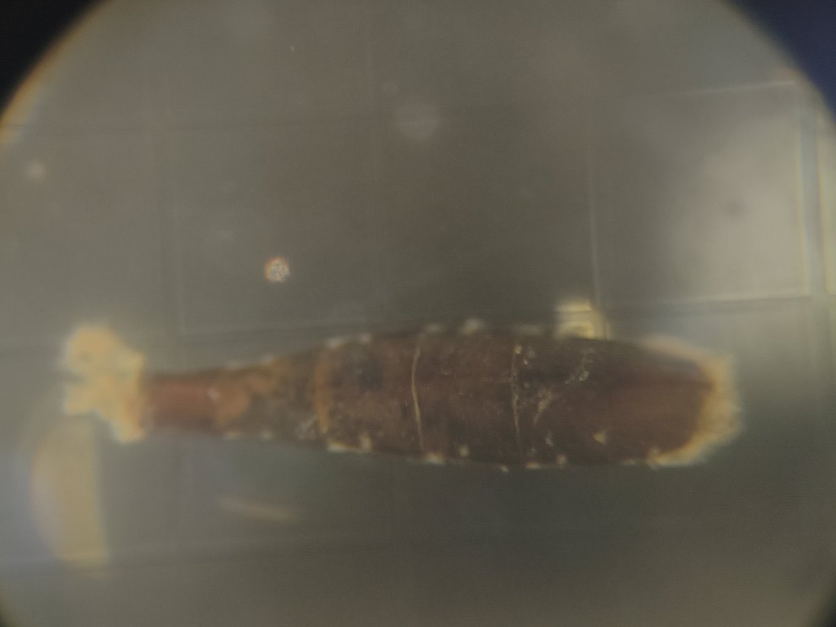 macro_tumsat's tweet photo. どなたかこの生物がどの分類群に属するものか分かる方はいらっしゃいませんか

1枚目背側, 2枚目腹側からの頭部(やや斜方から), 3枚目腹側の体節を映した動画

何卒ご協力をよろしくお願いします🙇‍♂️ https://t.co/ijUISa2csE