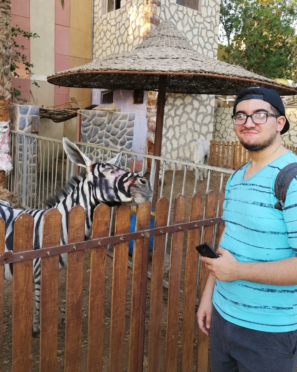 AcervoCharts's tweet photo. Zoológico no Egito foi acusado de pintar burros para parecerem zebras. https://t.co/JtvD26vw0w