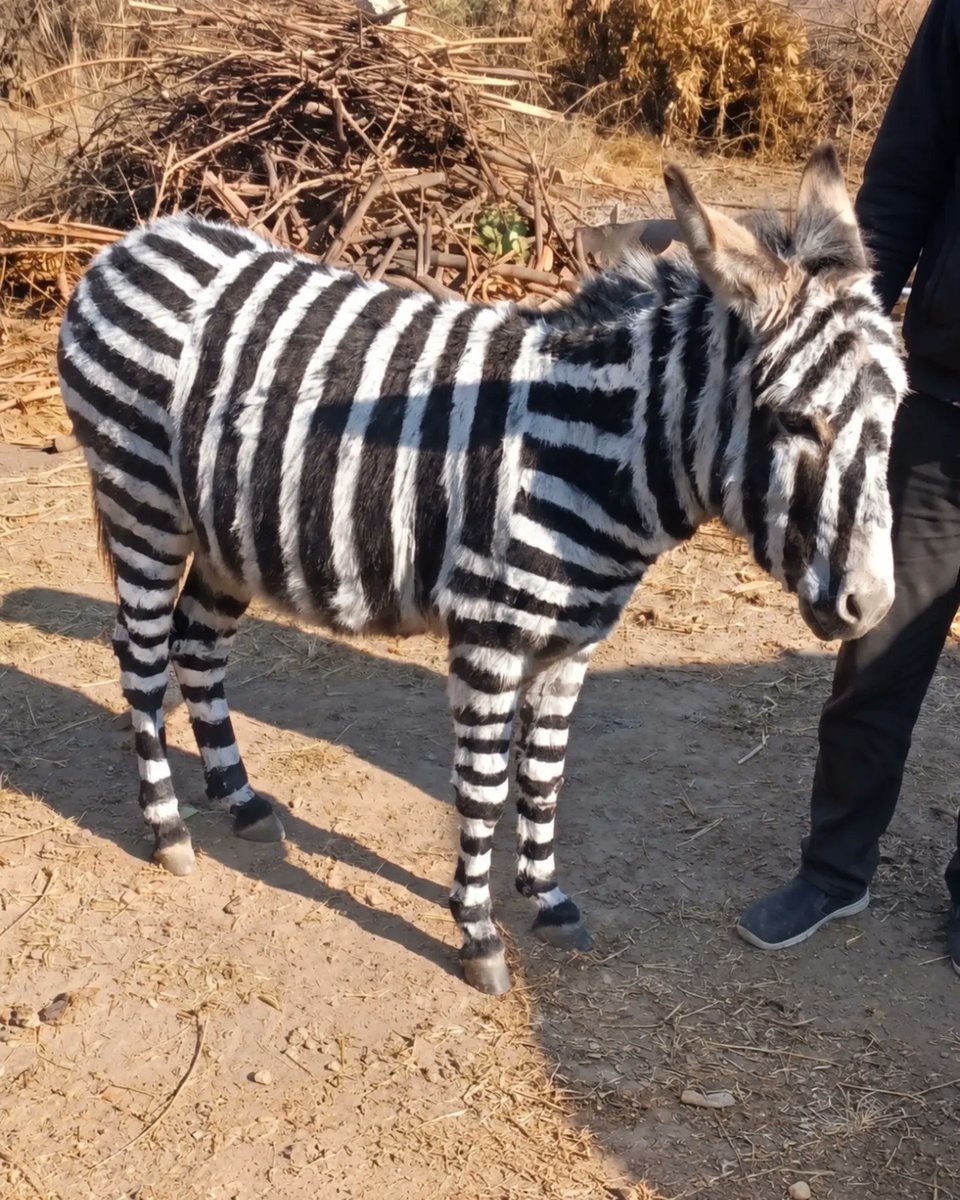 AcervoCharts's tweet photo. Zoológico no Egito foi acusado de pintar burros para parecerem zebras. https://t.co/JtvD26vw0w