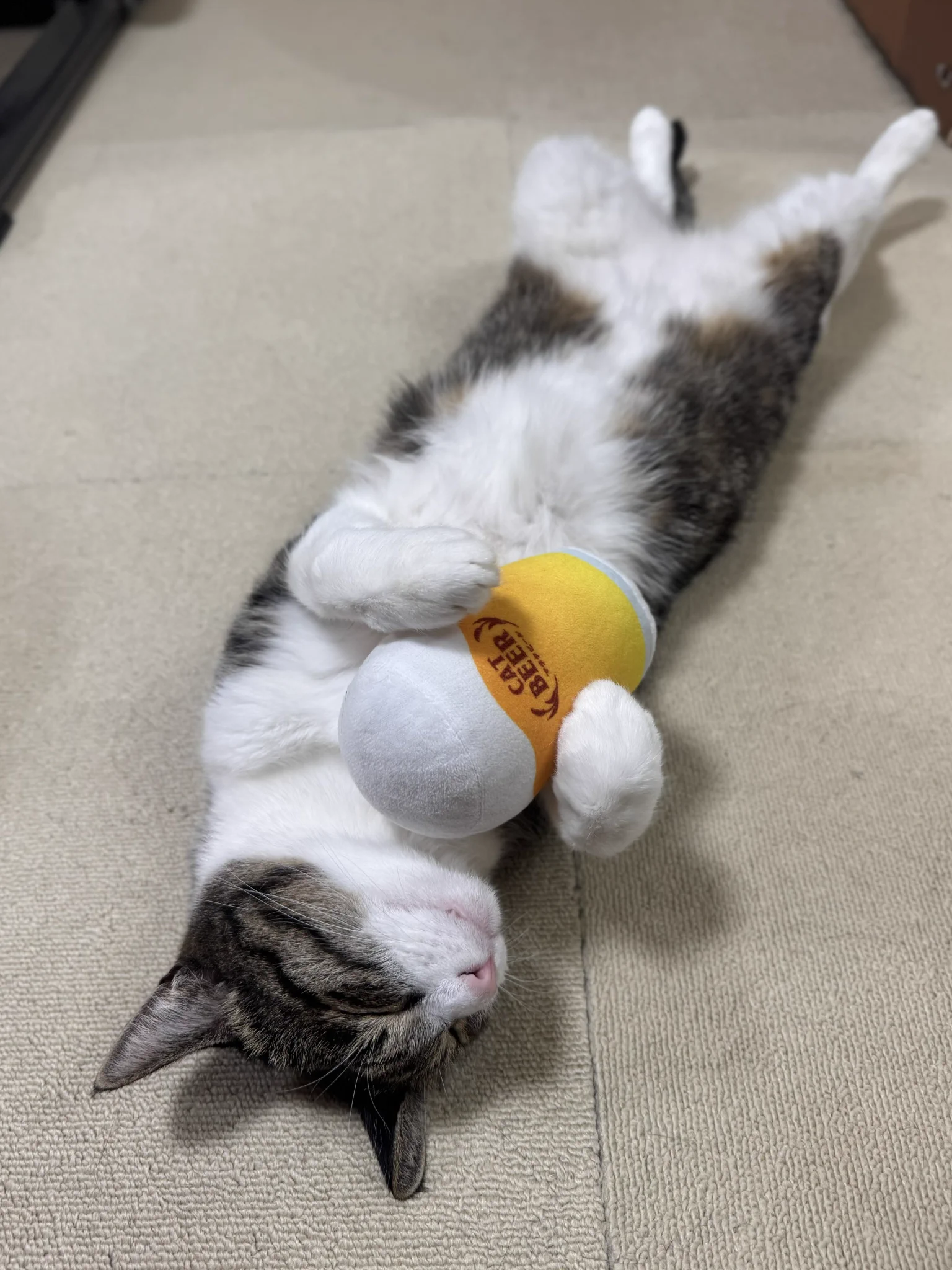 ぎんのねこ (@ginnonekoch) / X