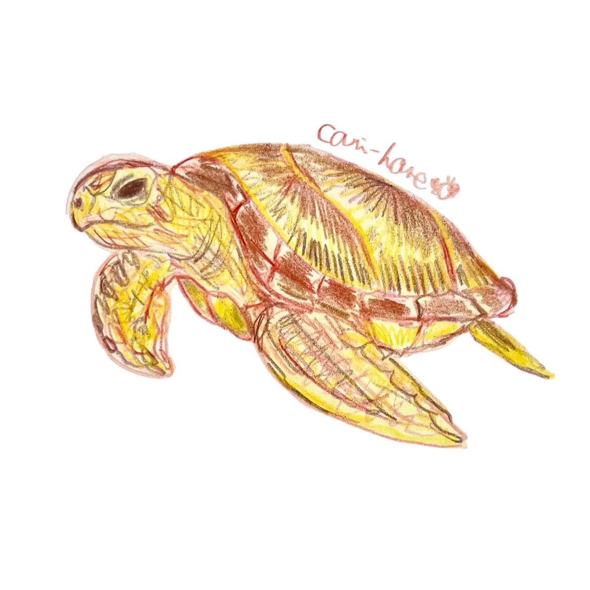 cani_house's tweet photo. #あかだけどあお

#スケッチ　#イラスト　#アナログイラスト　#illustration  #art  #色鉛筆　#毎日投稿　#アオウミガメ　#海亀　#塩類線　#Cheloniamydas  #turtle https://t.co/4p5ggRxI6d
