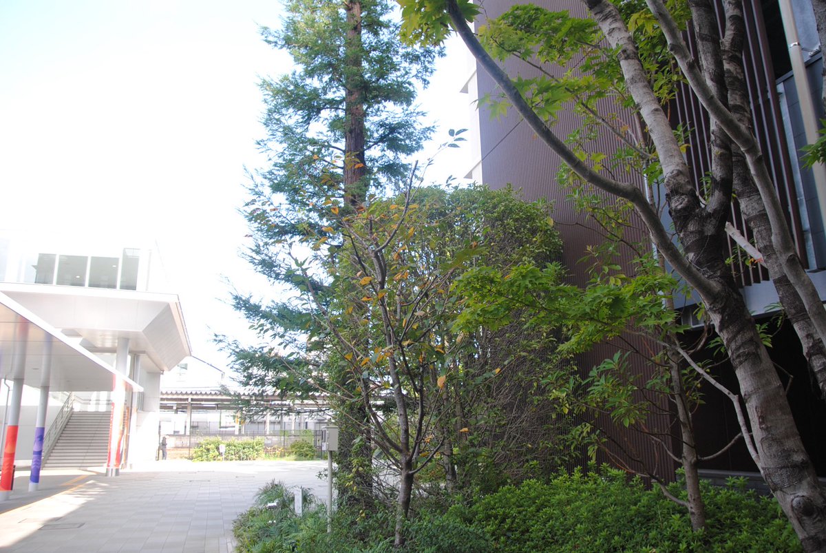 YuuriShinan's tweet photo. 春日井駅南口だけど秋らしい葉🍁がでてきた！ https://t.co/zpHZe7CmfL