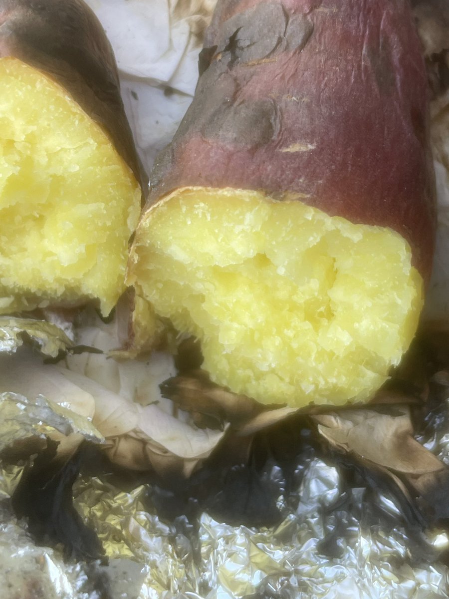 AgtivityYaita's tweet photo. 今日は今年初のさつまいも収穫と焚き火焼き芋つくり体験。ねっとりと甘いシルクスイート。今年は日照不足のせいで収量少な目かな。これから晴天続くといいなぁ。 https://t.co/CybwR7bhIo