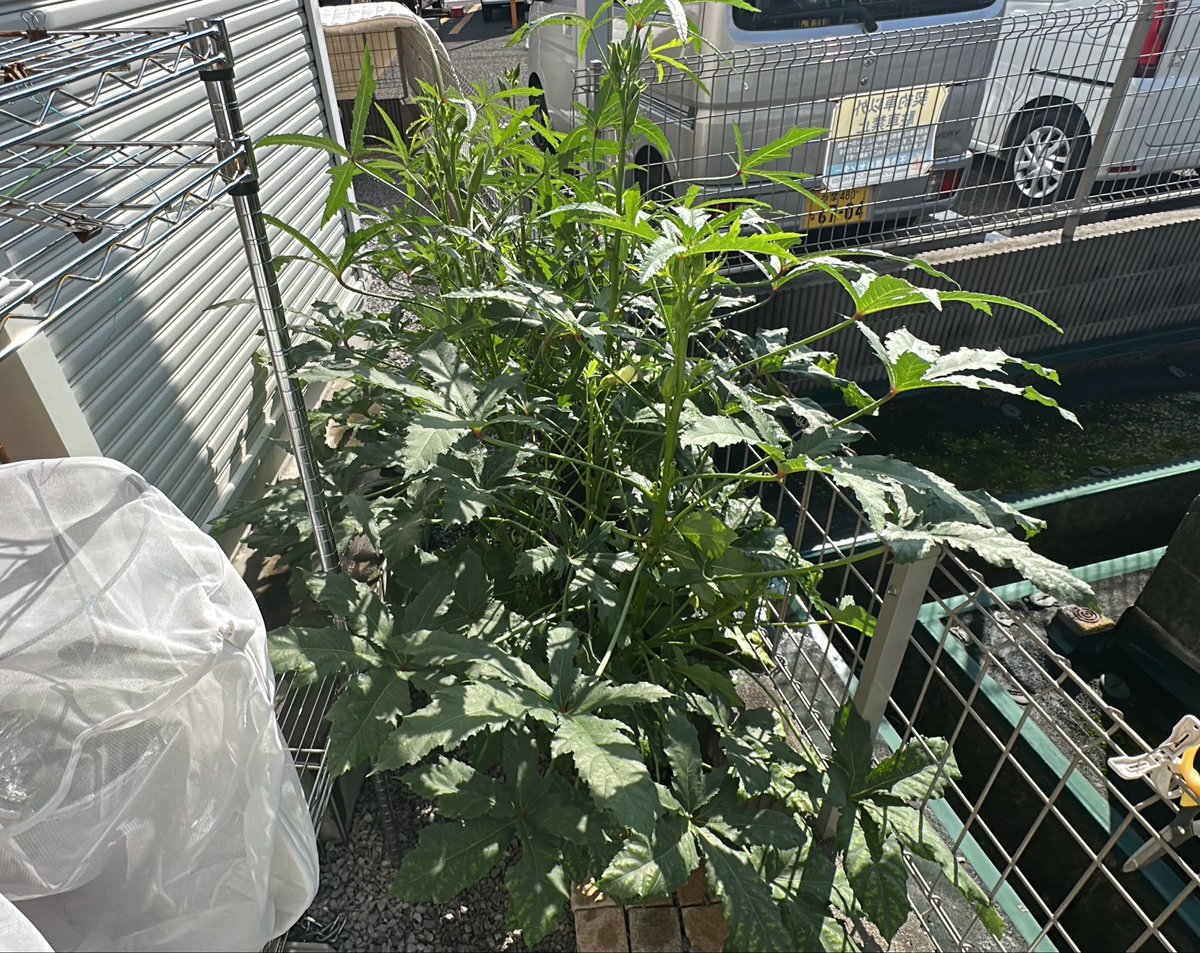 mikanbo_ya1987's tweet photo. 砂利に撒いたDAISOのオクラが意味わからんほど育ってはや5ヶ月、、、
収穫数200本超えました、、やばすぎ💦
#家庭菜園 #オクラ #砂利栽培 https://t.co/xf35lyd3pt