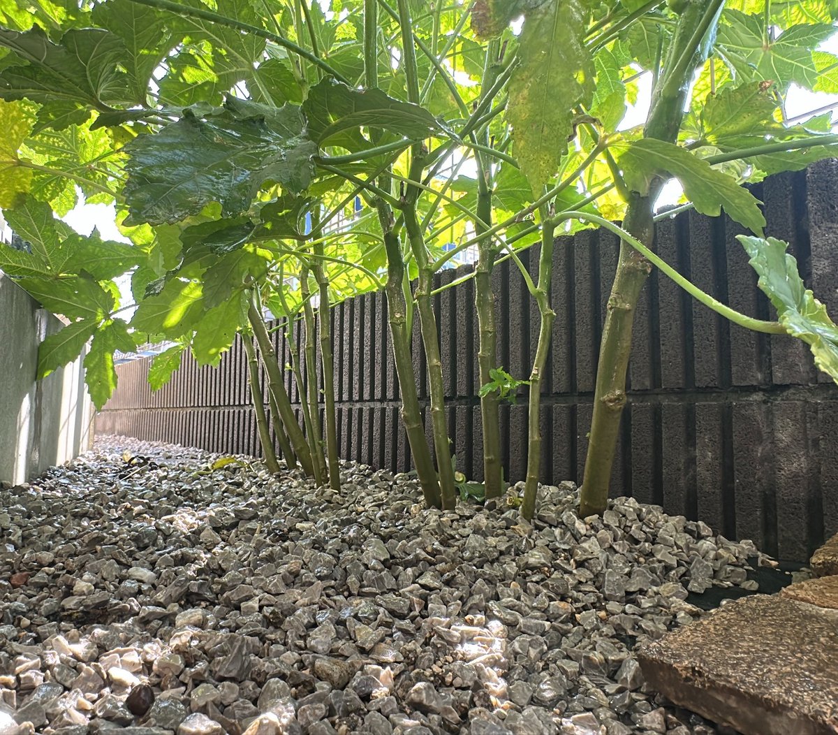 mikanbo_ya1987's tweet photo. 砂利に撒いたDAISOのオクラが意味わからんほど育ってはや5ヶ月、、、
収穫数200本超えました、、やばすぎ💦
#家庭菜園 #オクラ #砂利栽培 https://t.co/xf35lyd3pt