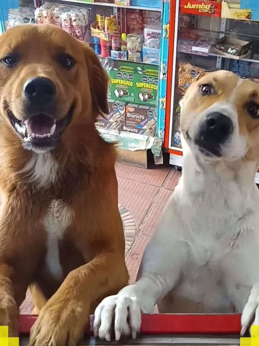 AcervoCharts's tweet photo. Cachorro é alimentado por funcionária e no dia seguinte leva o amigo na loja para comer também. https://t.co/xYXPJFRZAe