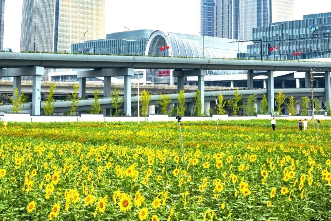 DiscoverYuhang's tweet photo. Spend the #NationalDay holiday in bloom! 🌸

🌸 Pink muhly grass at the Archaeological Ruins of Liangzhu City
🌻 Sunflowers near Hangzhou West Railway Station
🌼 Seasonal blooms at Jingshan Flower Sea

Come enjoy autumn in #Yuhang! 🍂

#Hangzhou #ChinaTravel https://t.co/0OpUvR05AB