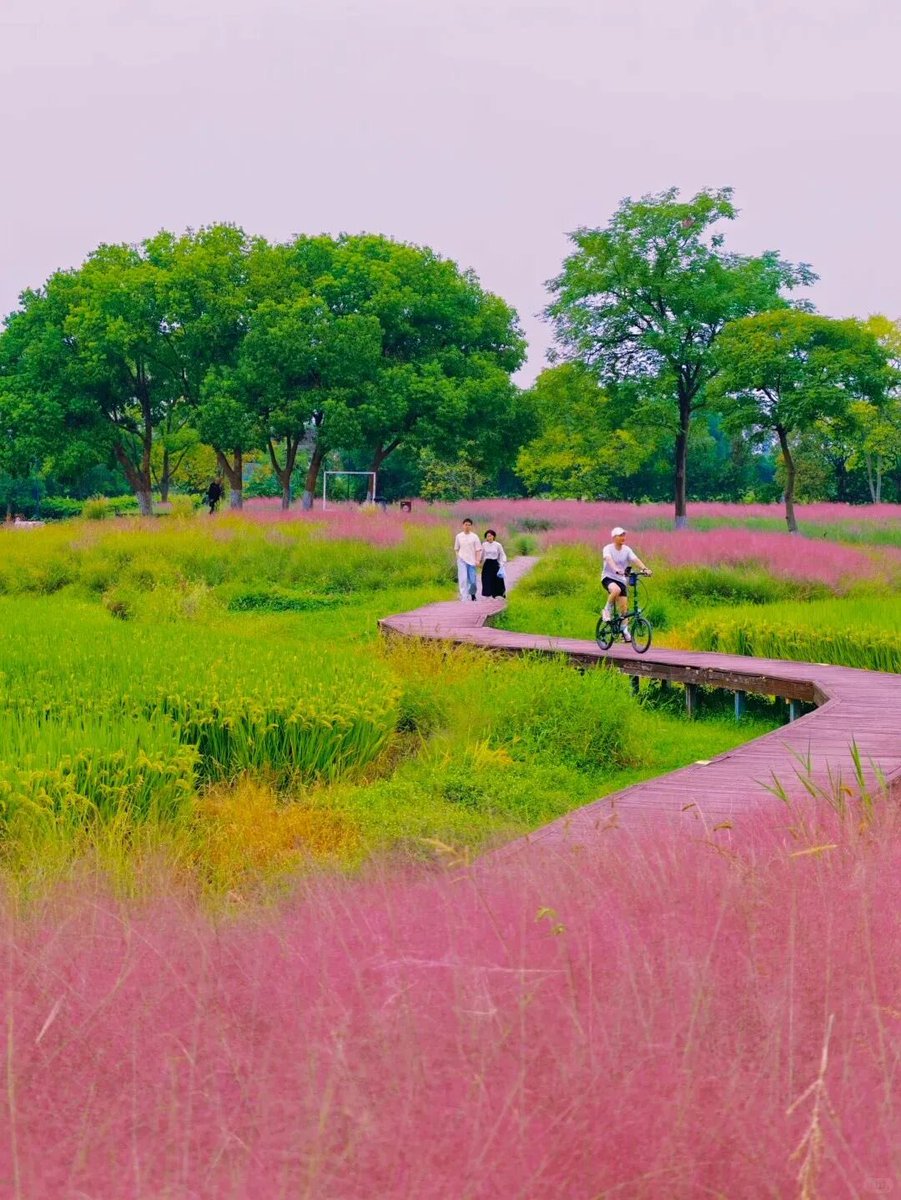 DiscoverYuhang's tweet photo. Spend the #NationalDay holiday in bloom! 🌸

🌸 Pink muhly grass at the Archaeological Ruins of Liangzhu City
🌻 Sunflowers near Hangzhou West Railway Station
🌼 Seasonal blooms at Jingshan Flower Sea

Come enjoy autumn in #Yuhang! 🍂

#Hangzhou #ChinaTravel https://t.co/0OpUvR05AB