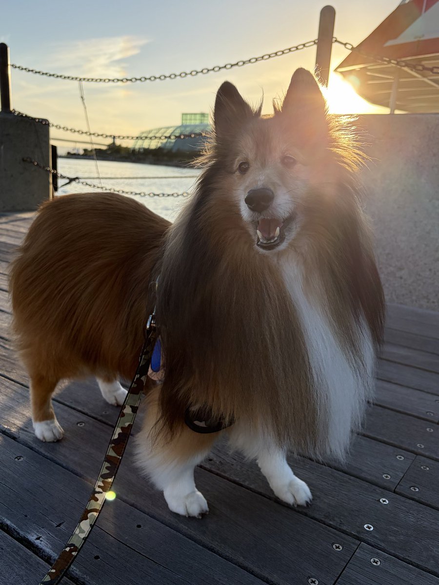 jaws12101's tweet photo. 一昨日から朝夕の外散歩を再開しました🐕🚶🏻
今日はとても良い天気だったので、夕方の散歩は海へ☀️
ライトも大喜びでした🐶🥰 https://t.co/kn7DvZmlix