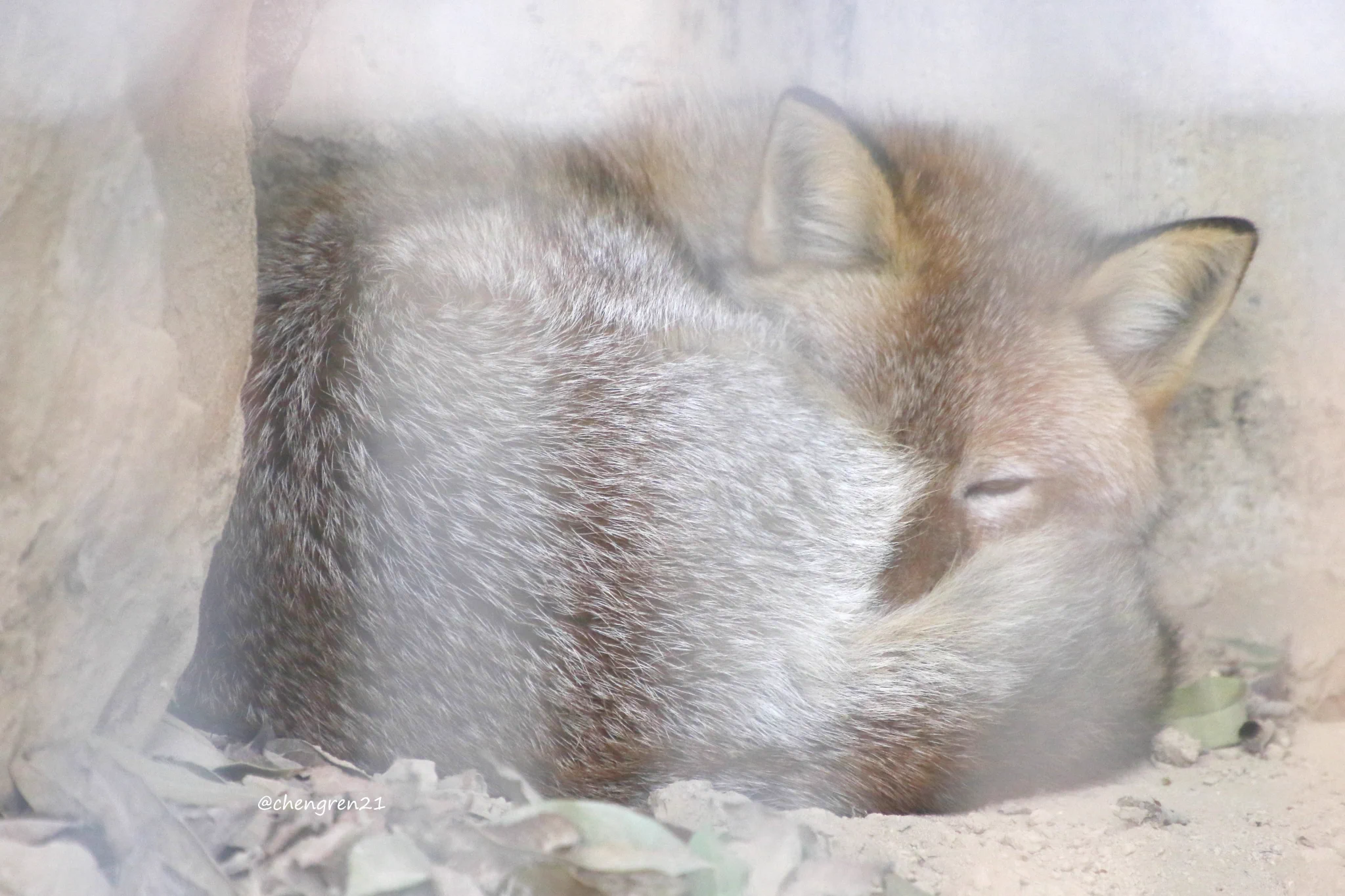 Cheng-Ren🦊🐺11/8狐オンリー青01 on X: 