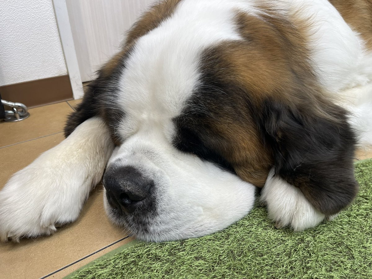 Daruma_Dango's tweet photo. ฅ՞•ﻌ•՞ฅฅ^•ﻌ•^ฅฅ՞•ﻌ•՞ฅฅ^•ﻌ•^ฅ
アニマルセラピーはいいぞ！！！！
(節度をもち、敬意をはらい、ちゃんとお金を落としましょう) https://t.co/HeM2svTnvb