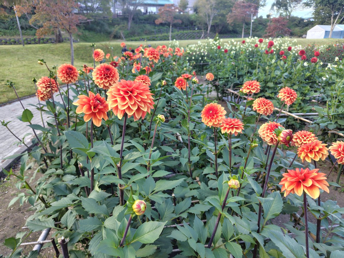 hanataaaan's tweet photo. 花鳥風月を愛でようの会  第3段
ダリヤ園
思ったよりダリアっていろんな種類あって
いっぱい写真も撮ったんだけど
帰ってきて撮った写真見て
私は割と小ぶりで単色よりグラデーションになってる感じのやつがお好みみたいです
そしておいしそうな名前の品種がいっぱいあってお腹すきましたw https://t.co/L57uxrWfDW