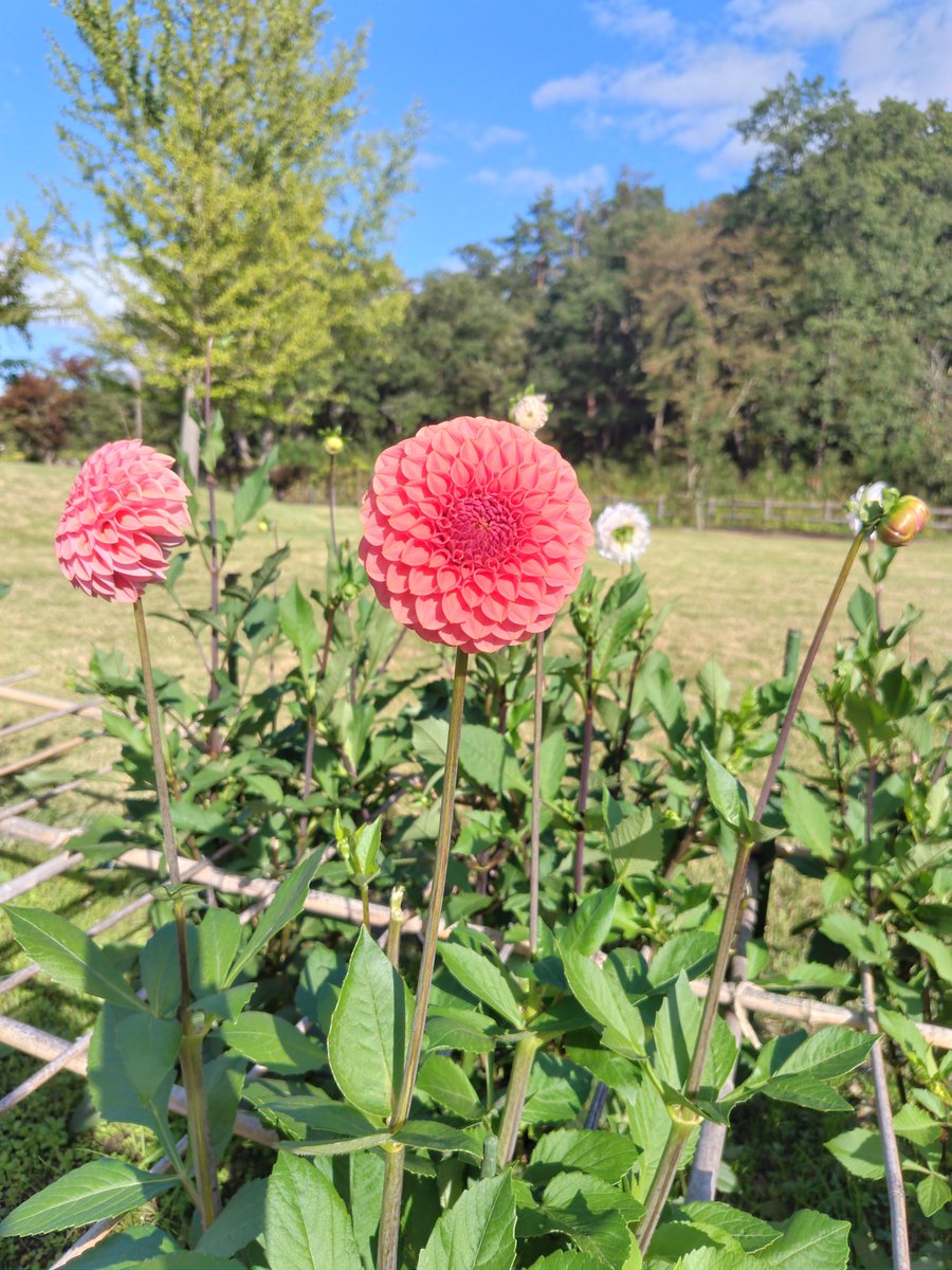 hanataaaan's tweet photo. 花鳥風月を愛でようの会  第3段
ダリヤ園
思ったよりダリアっていろんな種類あって
いっぱい写真も撮ったんだけど
帰ってきて撮った写真見て
私は割と小ぶりで単色よりグラデーションになってる感じのやつがお好みみたいです
そしておいしそうな名前の品種がいっぱいあってお腹すきましたw https://t.co/L57uxrWfDW
