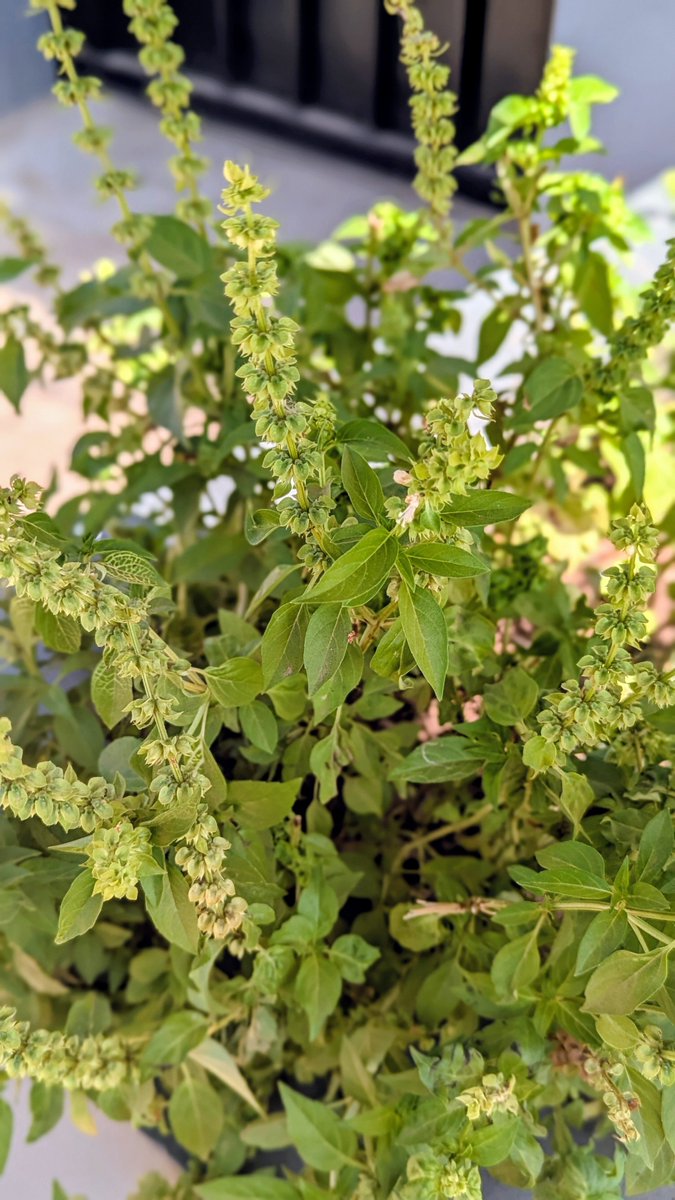 Chef_Keeks's tweet photo. I cannot believe Akokɔmɛsa (West African basil (botanical name Ocimum basilicum) is not a national asset... 

It's like lemon basil, sweet basil and holy basil had a kid and got adopted by lemon grass for a tad bit then went of to find its own identity.

A special special herb/weed that grows in lots of random places on Accra... 

Thrives in harsh conditions... Once it takes root , you are assured to have it in abundance for three 2 month windows in a year. 

Great with chicken, beef, pasta, mushrooms, duck, pork and in salads or stirfries.

One of the things I enjoy foraging 🌞