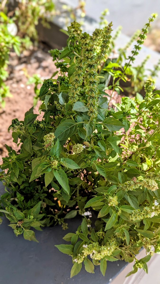 Chef_Keeks's tweet photo. I cannot believe Akokɔmɛsa (West African basil (botanical name Ocimum basilicum) is not a national asset... 

It's like lemon basil, sweet basil and holy basil had a kid and got adopted by lemon grass for a tad bit then went of to find its own identity.

A special special herb/weed that grows in lots of random places on Accra... 

Thrives in harsh conditions... Once it takes root , you are assured to have it in abundance for three 2 month windows in a year. 

Great with chicken, beef, pasta, mushrooms, duck, pork and in salads or stirfries.

One of the things I enjoy foraging 🌞