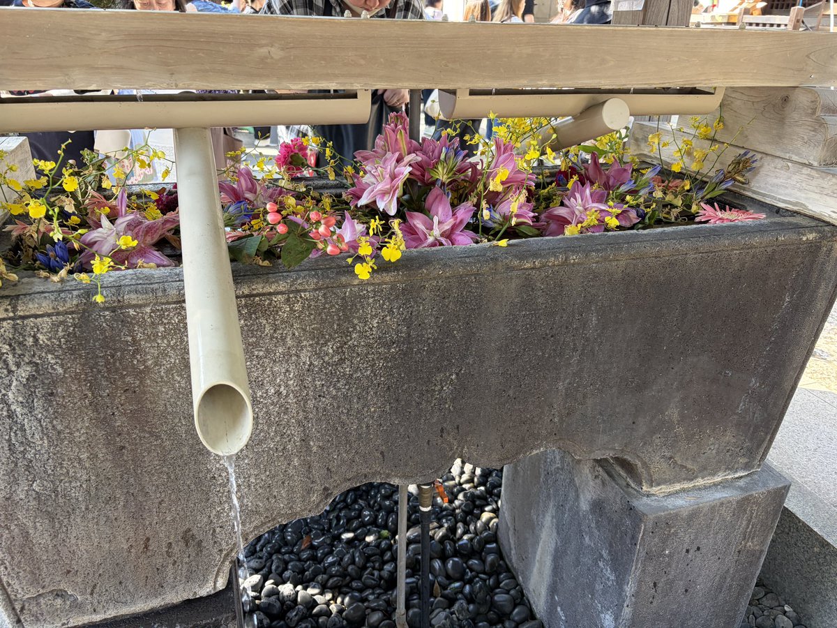 rekomini's tweet photo. 本日、10月3日晴天☀️午前中10時から千駄ヶ谷で仕事。これは今日しかない！ということでヒグチユウコ🐈‍⬛✖️鳩森神社🕊️限定御朱印をゲットントンすべく朝8時に鳩森神社へ⛩️領布は朝9時からとのアナウンスでしたが1時間前に行ったら既に神社ぐるっと一周並んでました(ﾟoﾟ;;
＃きゃわわ
#開運必至✌️
#感謝 https://t.co/6ZVCmFa10R