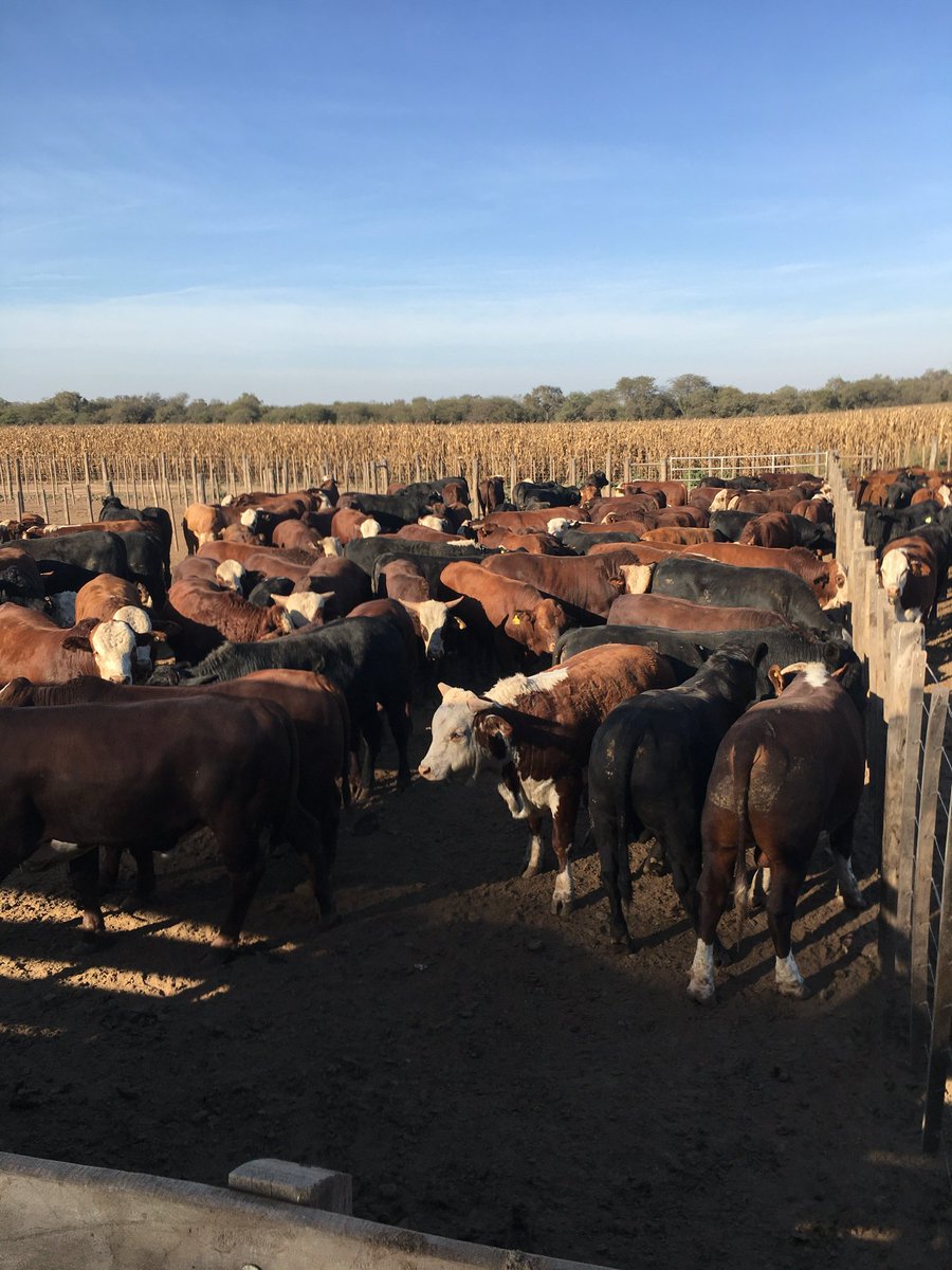 kohn_federico's tweet photo. Buen día, cual es el principal problema hoy en los Feedtlots? La cantidad de hacienda ya gorda incluso excedida en corrales, cuello de botella que complica toda la planificación productiva https://t.co/I01BtoITpS