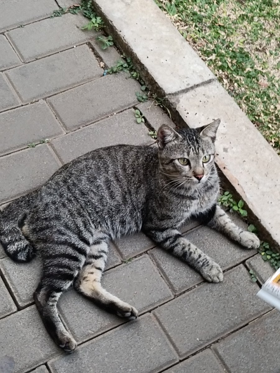 MerliahSumner's tweet photo. mencoba weekend produktif 🧍🏻‍♀️#WalkingTwt #CatTwt https://t.co/p7H3Xd8Miv