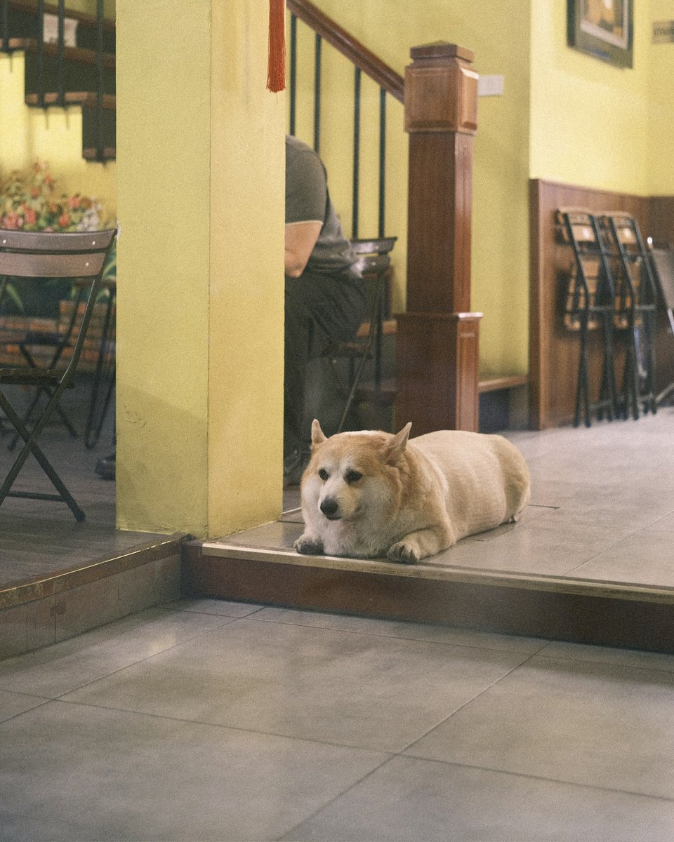 silonica's tweet photo. ハノイで出会った食パン一斤すぎる犬 https://t.co/NRGbliGbXO