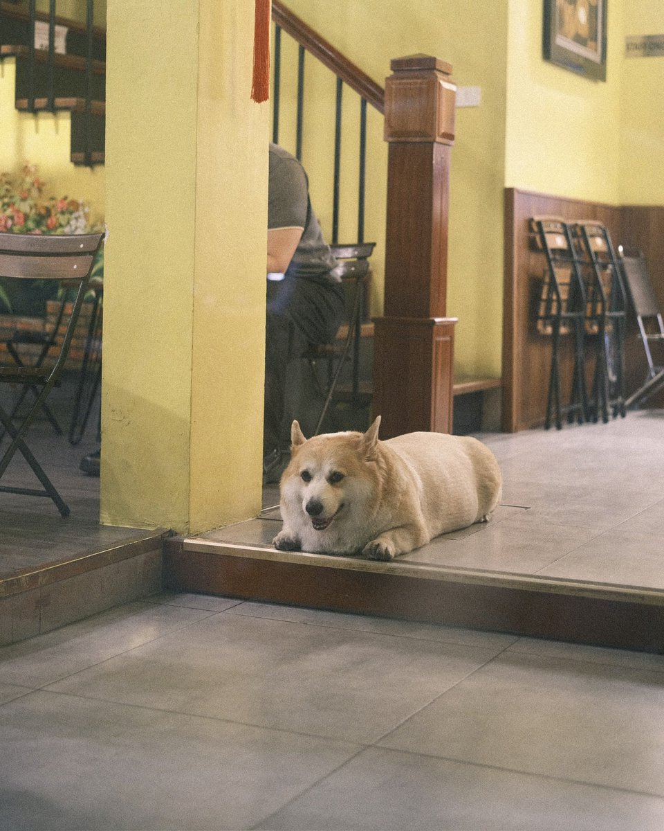 silonica's tweet photo. ハノイで出会った食パン一斤すぎる犬 https://t.co/NRGbliGbXO