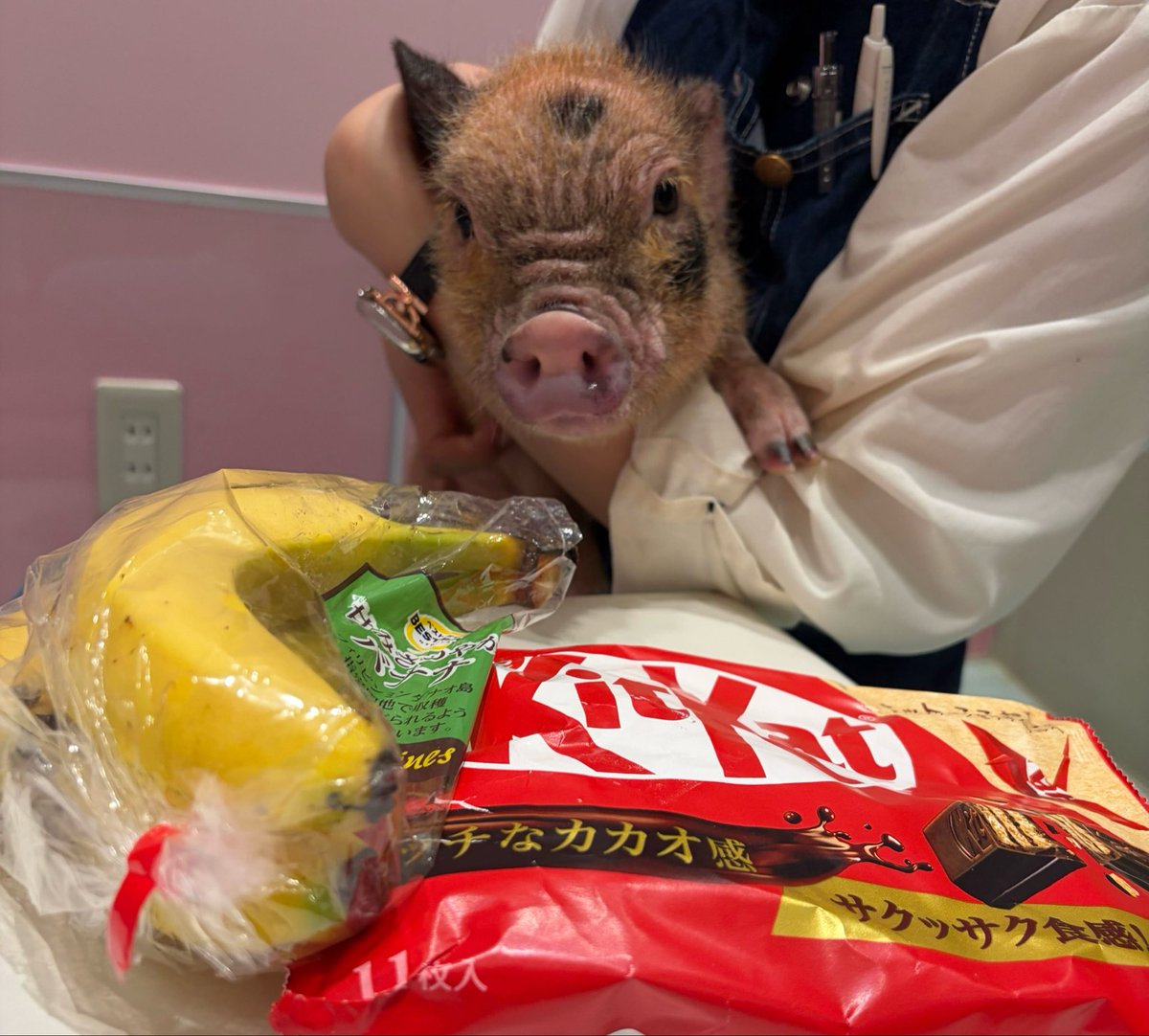 mipigcafe's tweet photo. 【池袋店】
お客様より、差し入れいただきました🫶
ありがトンございます🐷🍌✨

#mipigcafe #micropig #マイクロブタ #マイクロブタカフェ #差入れ #感謝 https://t.co/rLiKt1xjoQ