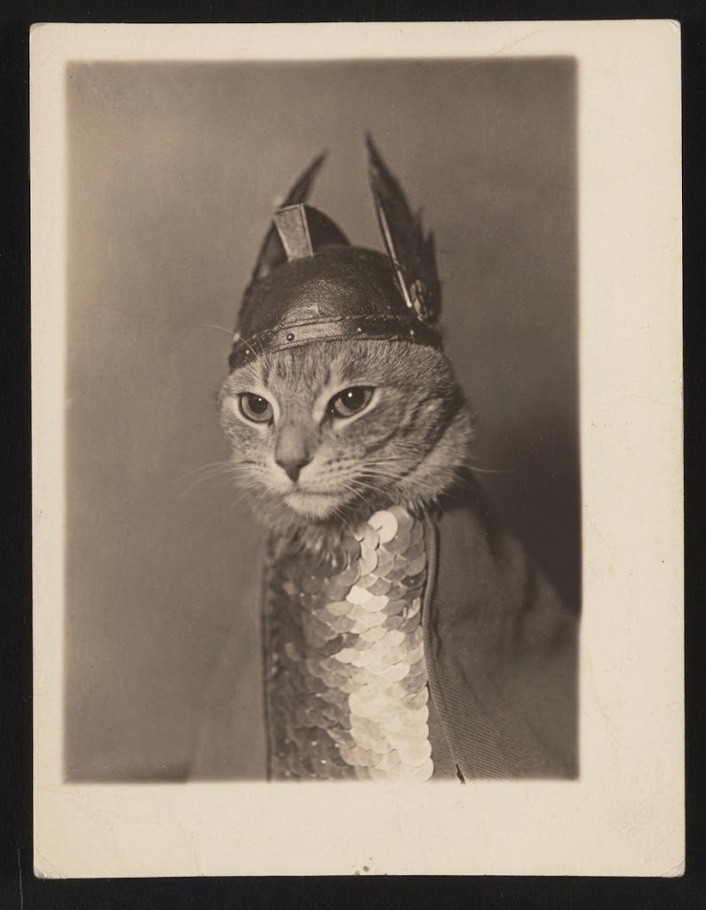 AcervoCharts's tweet photo. Foto rara de um gatinho que viveu há quase 100 anos. https://t.co/lhg7z4lBGO