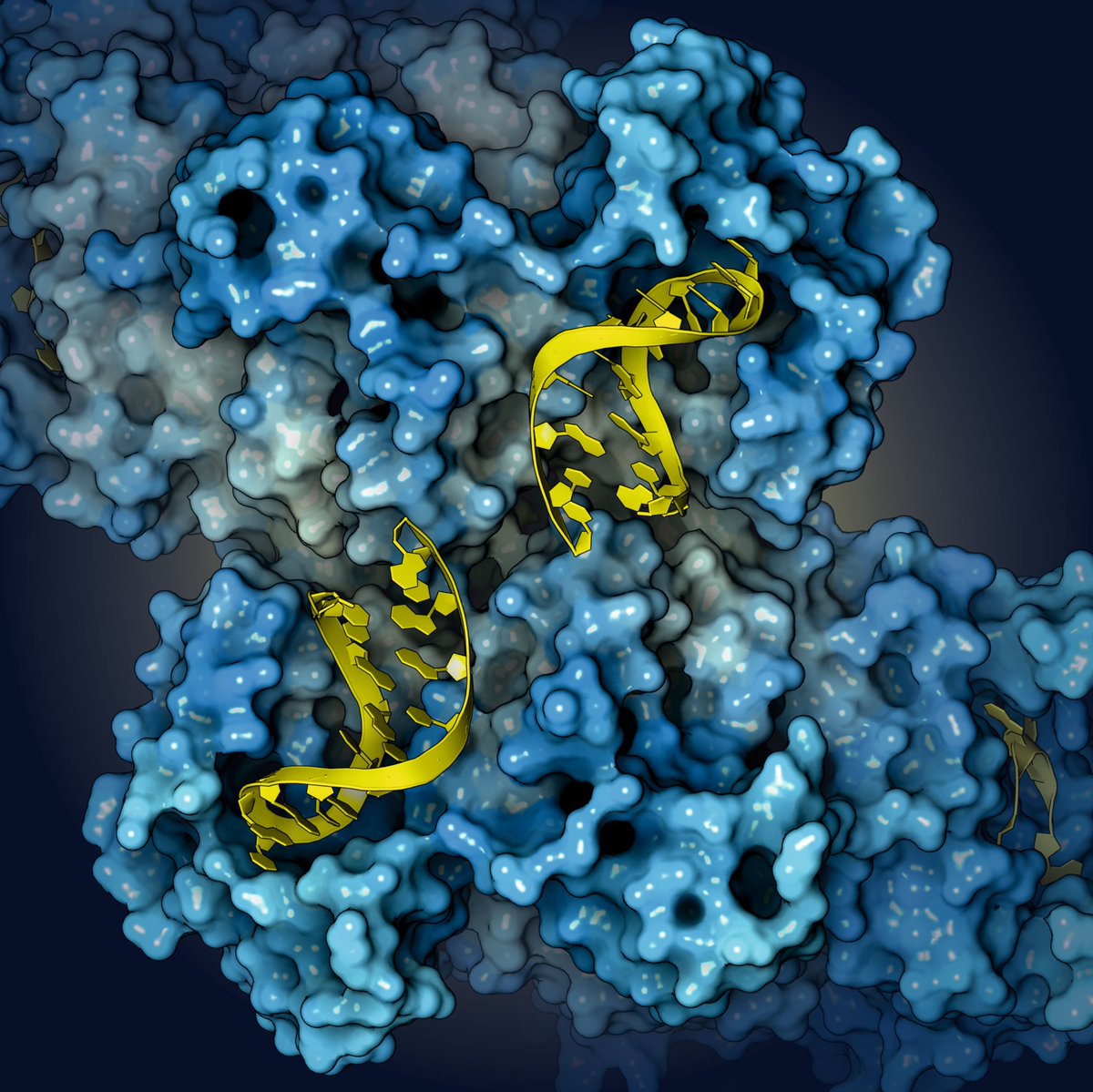 proteinimaging's tweet photo. Here you can see a cryoEM structure of CbCash filament from Cloroflexi bacterium in complex with tRNA (PDB code: 9YLU)
Rendering by Francisco J. Enguita (@fenguita) made with #ProteinImager
#SciArt #molecularart #cloroflexi #filament #cbcash #tRNA #cryoem https://t.co/LSXEB0KuGk