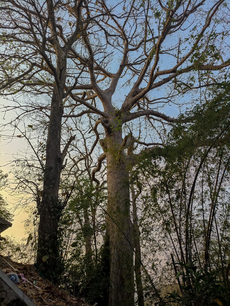 spgjagung's tweet photo. Apapun, asal pohon 🌳 https://t.co/mQHIfQJvFj