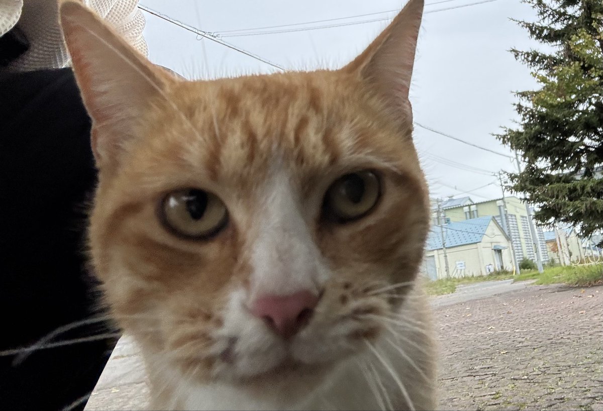 _tope_sam's tweet photo. 卯原内の網走市鉄道記念館で出会った猫
こ��顔である https://t.co/3MQv63PtZV
