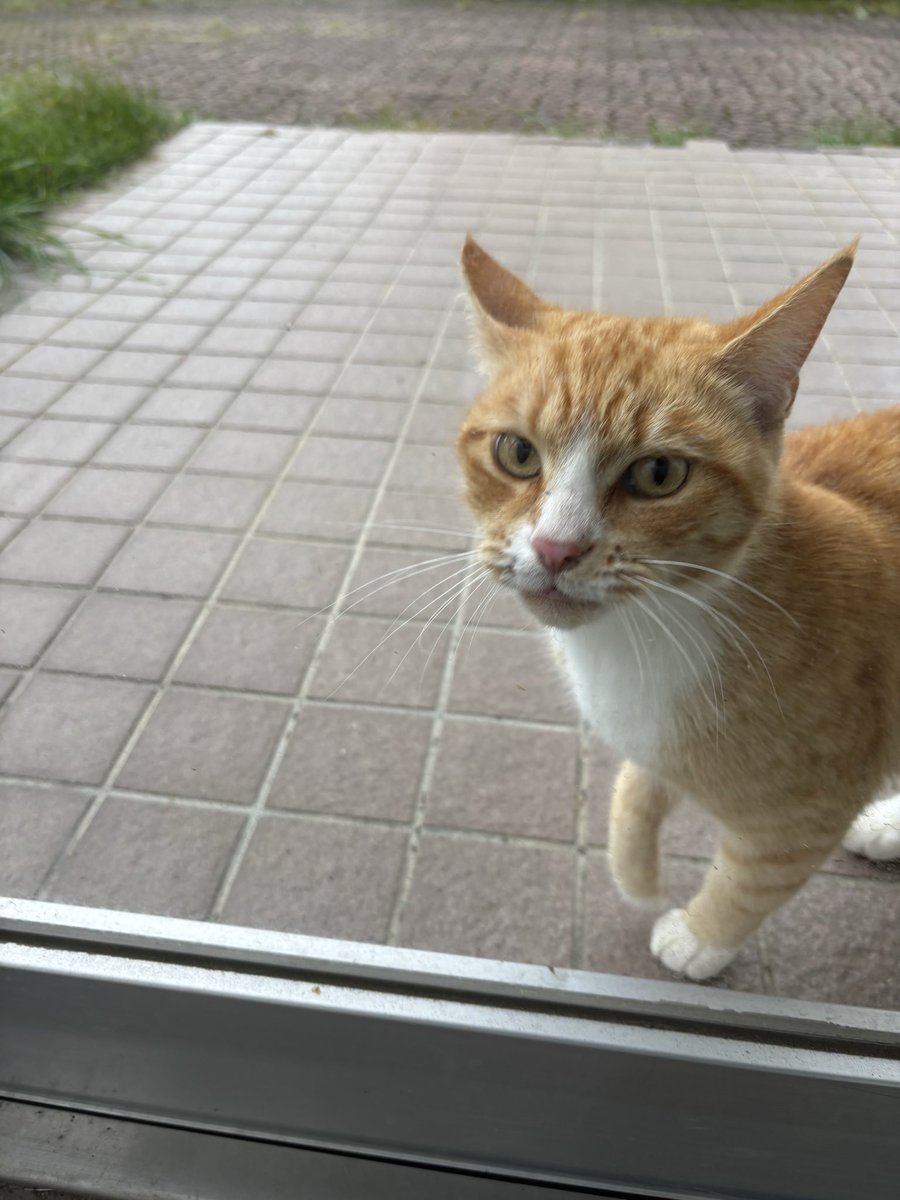 _tope_sam's tweet photo. 卯原内の網走市鉄道記念館で出会った猫
こ��顔である https://t.co/3MQv63PtZV
