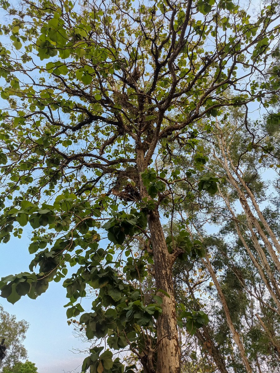 spgjagung's tweet photo. Apapun, asal pohon 🌳 https://t.co/mQHIfQJvFj