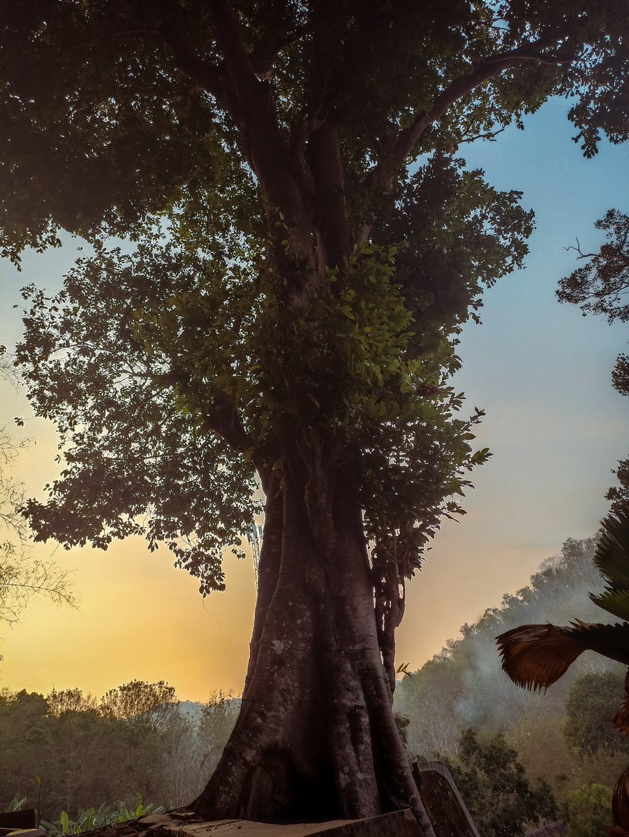 spgjagung's tweet photo. Apapun, asal pohon 🌳 https://t.co/mQHIfQJvFj