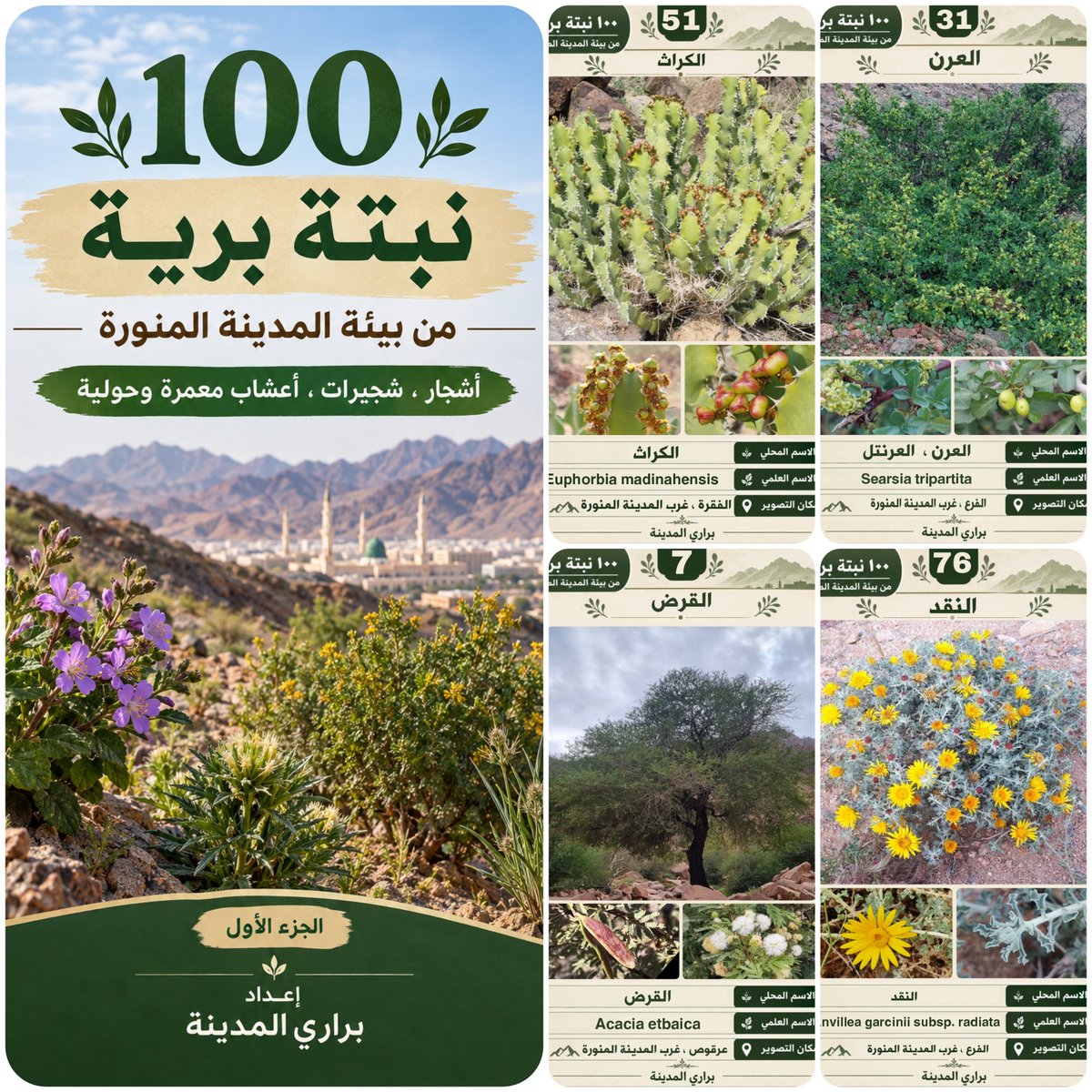 Alsalmi_Madina's tweet photo. بحمد وتوفيقه ، وثقت 100 نبتة برية من بيئة منطقة المدينة المنورة.
من أشجار وشجيرات واعشاب حولية ومعمرة
على ملف pdf
https://t.co/DOvyJdsawr

#نباتات_برية
#المدينة_المنورة https://t.co/mGsIm97O4K