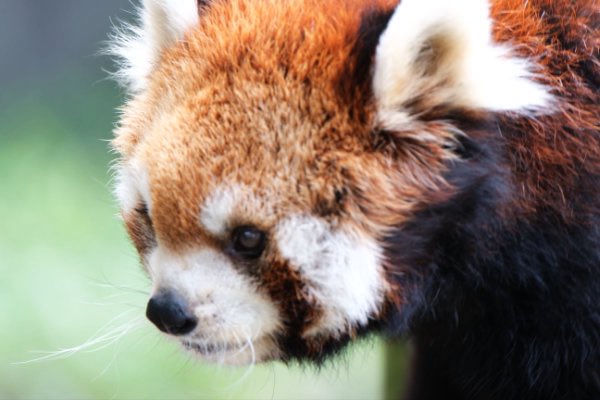 rodpanda21's tweet photo. ソラさん 🍶
市川市動植物園
#ソラ
#lesserpanda #redpanda #レッドパンダ #小熊貓 #シセンレッサーパンダ #レッサーパンダ #ソラ
#動物 #動物園 #zoo #animal #動物写真 #動物園写真 #animalphoto #zoophoto
#動物が好き #レッサーパンダが好き
#市川市動植物園
🎸 https://t.co/3vrOZkGA5m