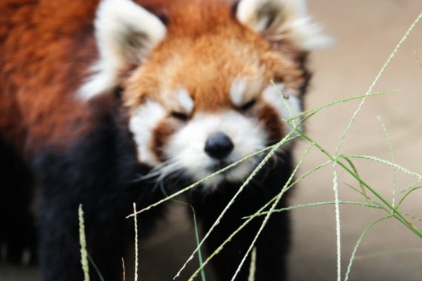 rodpanda21's tweet photo. ソラさん 🍶
市川市動植物園
#ソラ
#lesserpanda #redpanda #レッドパンダ #小熊貓 #シセンレッサーパンダ #レッサーパンダ #ソラ
#動物 #動物園 #zoo #animal #動物写真 #動物園写真 #animalphoto #zoophoto
#動物が好き #レッサーパンダが好き
#市川市動植物園
🎸 https://t.co/3vrOZkGA5m