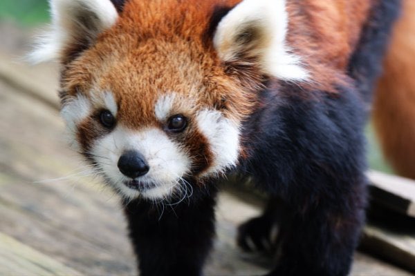 rodpanda21's tweet photo. ソラさん 🍶
市川市動植物園
#ソラ
#lesserpanda #redpanda #レッドパンダ #小熊貓 #シセンレッサーパンダ #レッサーパンダ #ソラ
#動物 #動物園 #zoo #animal #動物写真 #動物園写真 #animalphoto #zoophoto
#動物が好き #レッサーパンダが好き
#市川市動植物園
🎸 https://t.co/3vrOZkGA5m