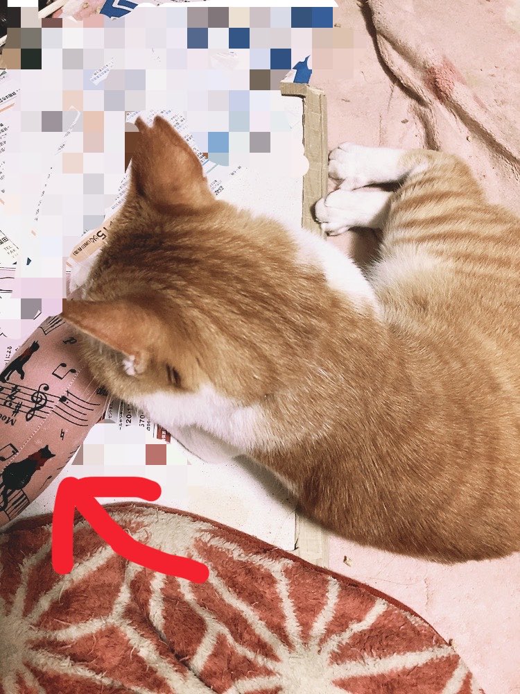 _sakura10's tweet photo. にゃんだらけで唯一買ったオモチャ。これと羽じゃらしを購入❣️
なかなか激しく遊んでる笑← https://t.co/DtOA3tahwe