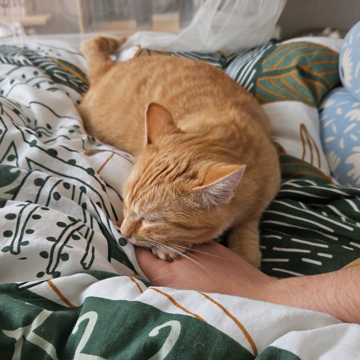 maluto_o's tweet photo. 😺😺 https://t.co/EaLl40QmFp