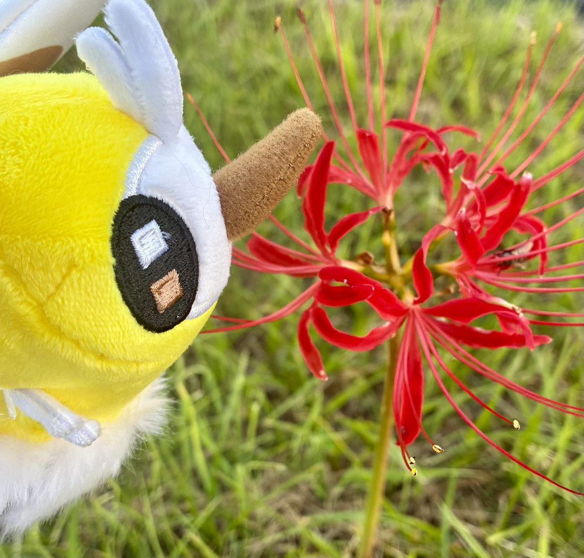 tohriPoke's tweet photo. 彼岸花のなんか伸びてるやつの先っぽにぬい当たると色が着くので気をつけてください https://t.co/sKo2NNEg3s